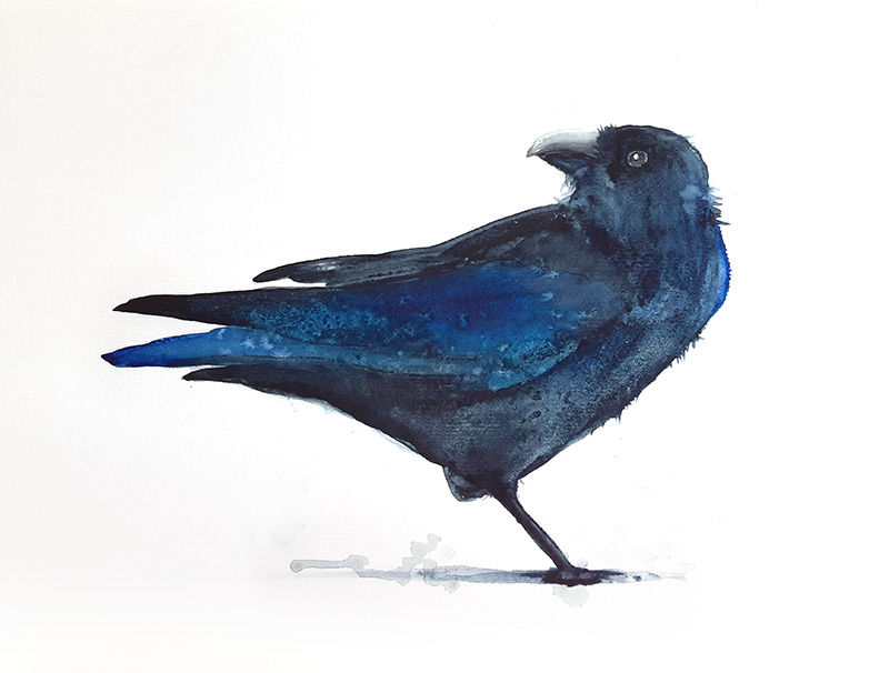 עורב בצבעי מים