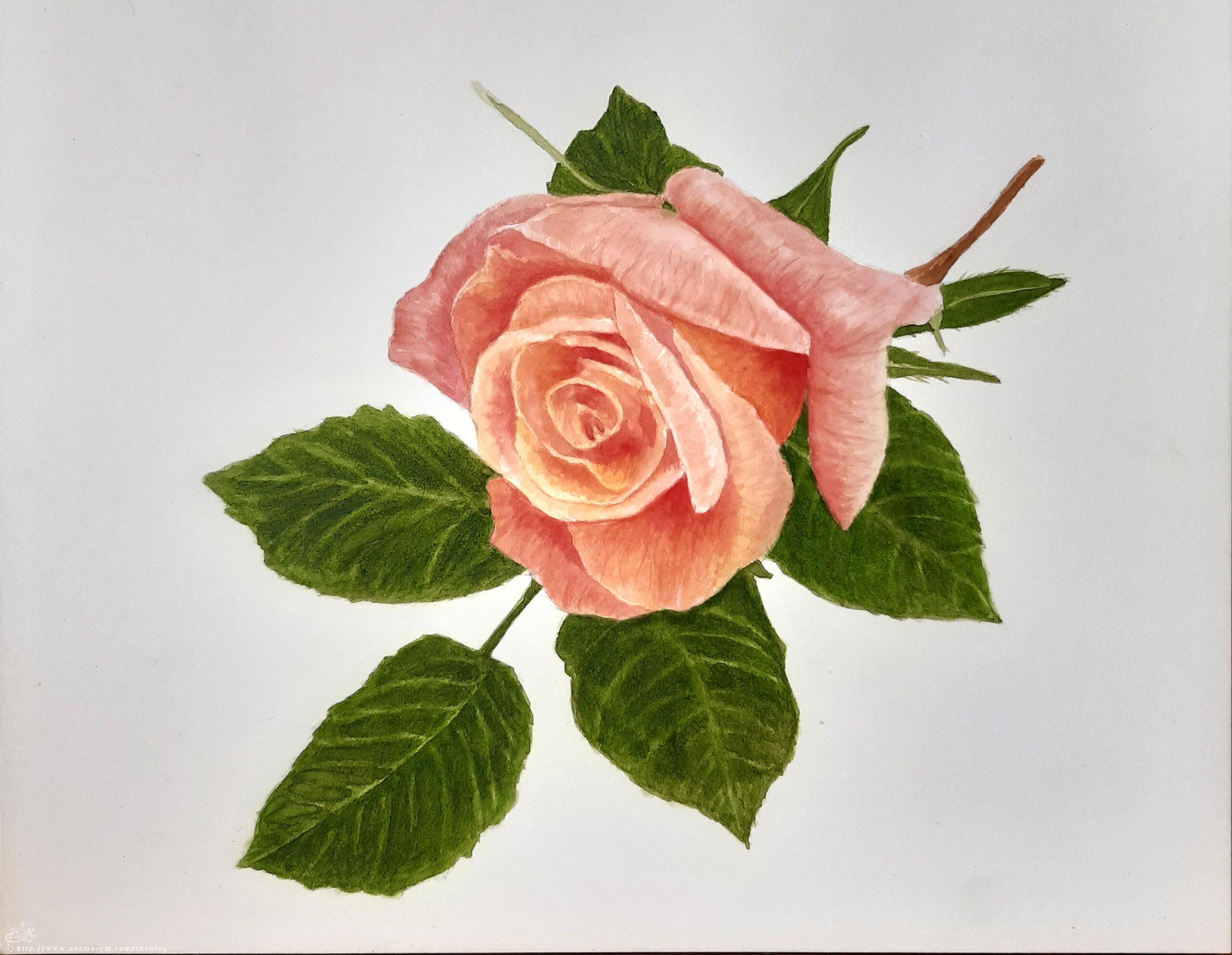 ורד בצבעי מים